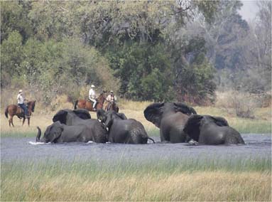 Botswana by Horseback: The Best Way to Explore the Bush