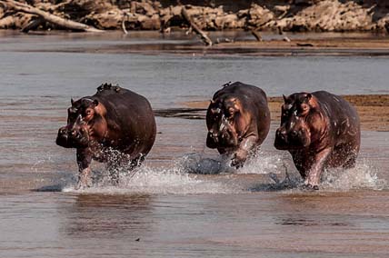 The Ultimate Wildlife Trip: Zambia