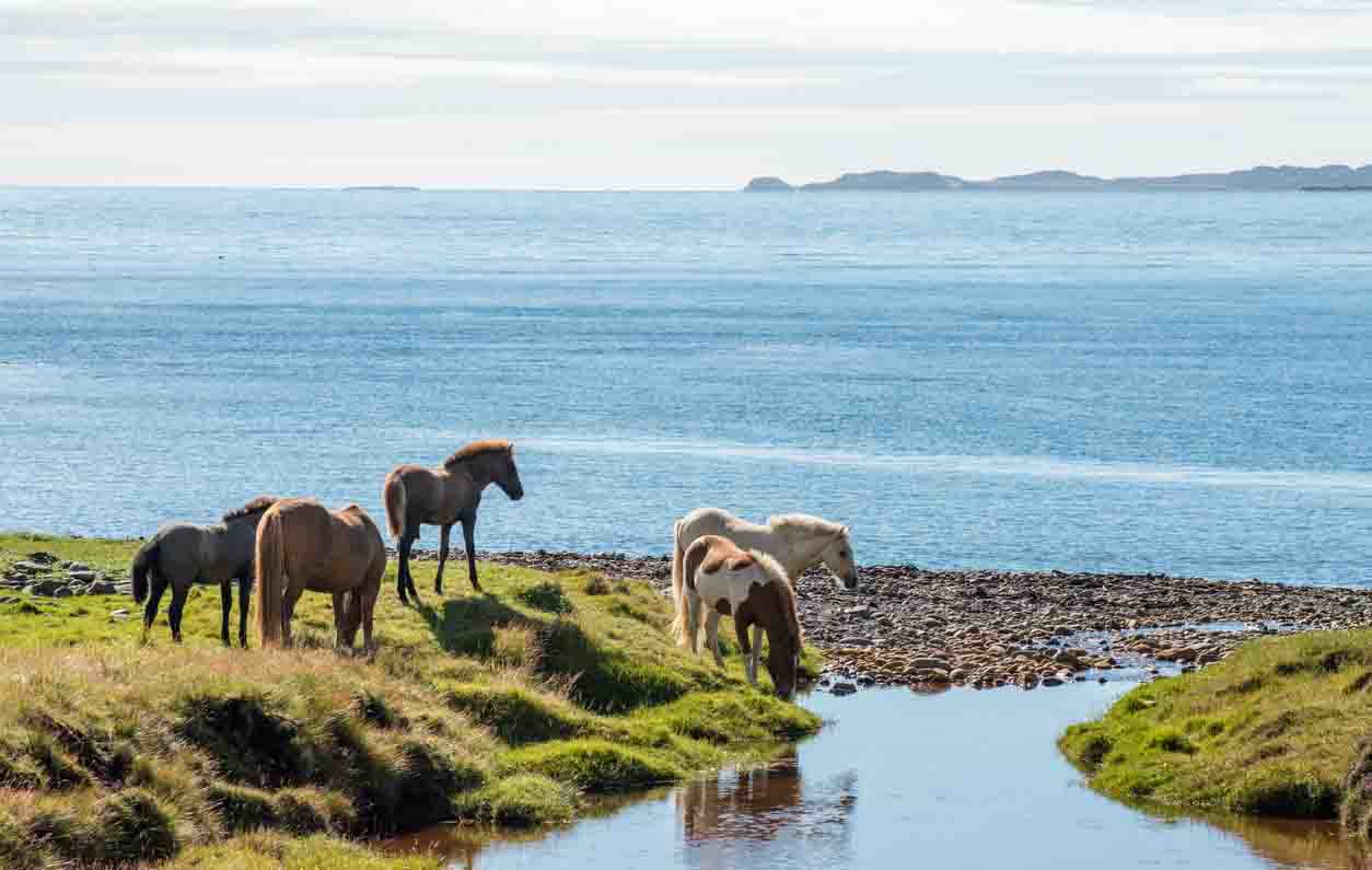 Spring in Iceland